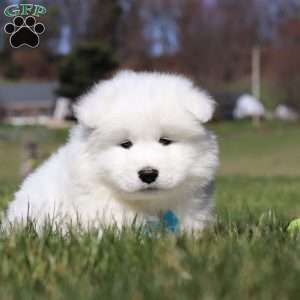 Simon, Samoyed Puppy